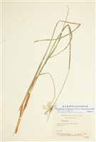 藏品(羊鬍子草屬)的圖片